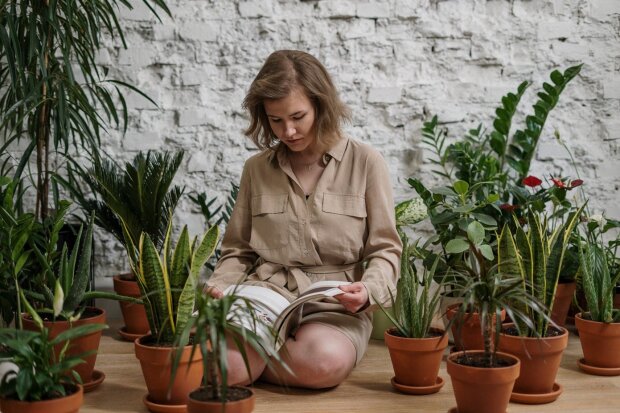 Housewives suggest which planters don't need too much attention, but still look beautiful: "It will definitely survive if you forget to water it"