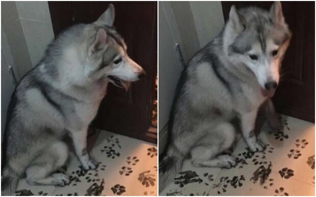 The family left the dog home alone for three hours, but he managed to turn the apartment into a real mess