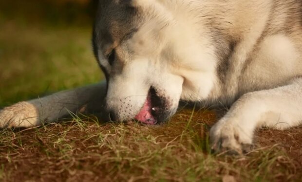 Veterinarians have identified reasons why a dog might start eating dirt