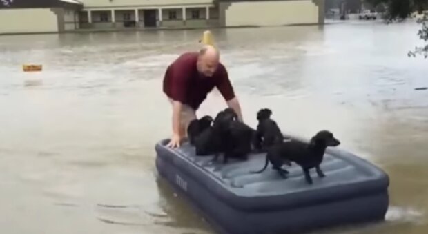 Heard a cry from the neighbor's house": Man saves neighbor's puppies while people rescued their belongings