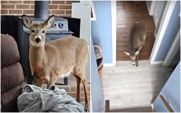 The couple thought a burglar had broken in, but quickly discovered that it was a deer