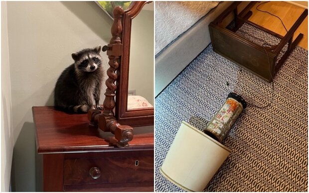 A woman woke up to a loud crash in her house, which was caused by the cutest bandits in the world: why did they bring their tails