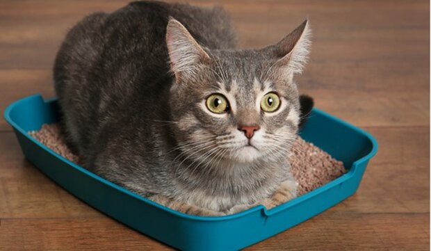 What is the best way to clean a cat's litter box, removing odor without deterring the feline