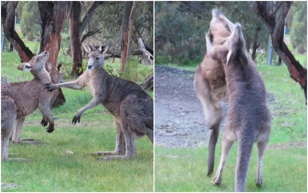 Kangaroos