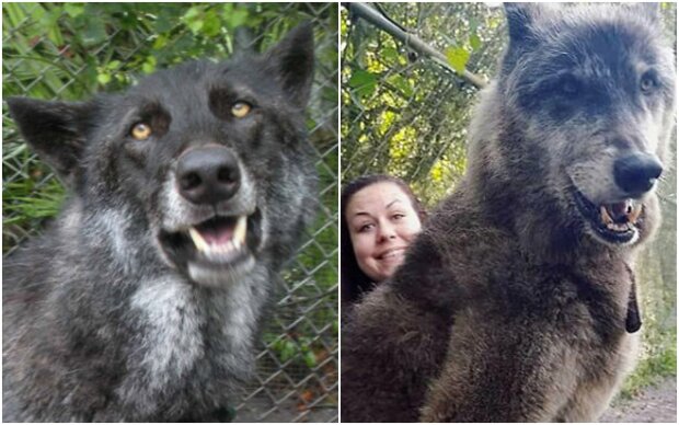 A woman found a wolf on the side of the road and picked it up: it started to grow and became bigger than the other wolves