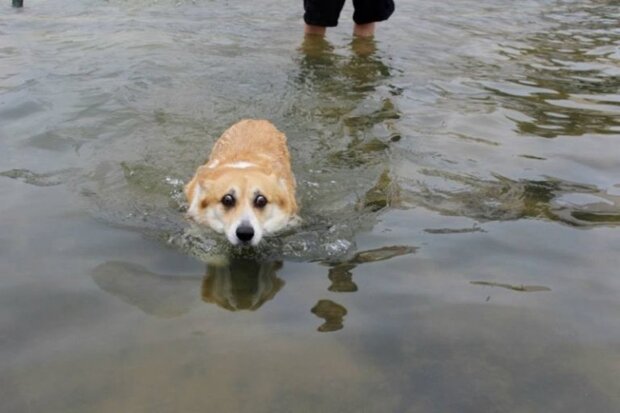 The bravest dogs are afraid of water: How funny dogs react to water