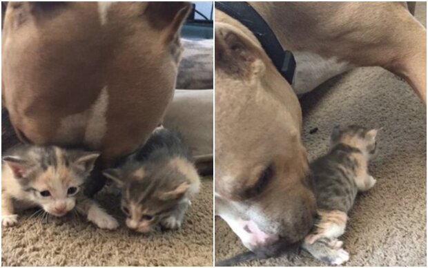 Pitbull hoped for friendship with the cat: The cat rejected the friendship, but the kittens are happy