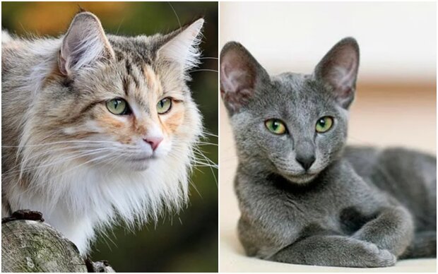 the most beautiful cat breeds