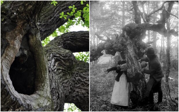 Why sick children were placed in tree hollows: a "treatment" to help the child, which existed until the beginning of the 20th century