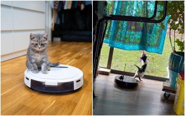 The owners found a babysitter for a little kitten: it turned out to be a robot vacuum cleaner