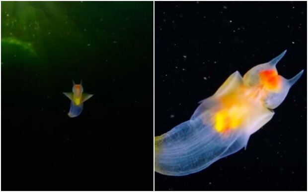 A sea angel underwater allowed himself to be filmed: "A very beautiful creation of God