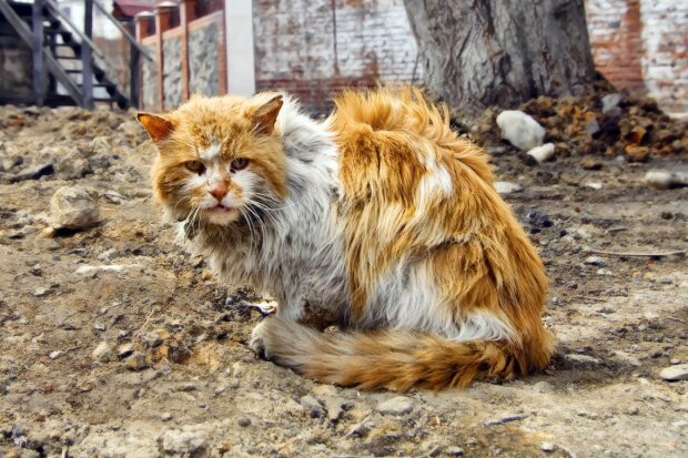 The story of a cat from Bucha. He survived the occupation, was kidnapped by the Russians, escaped and returned to his owner