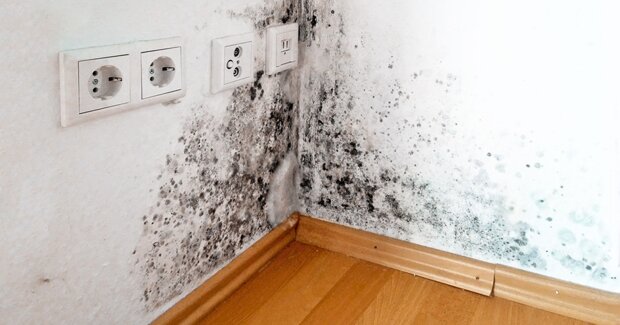 How to get rid of moisture and mold in the apartment: simple and proven ways from people