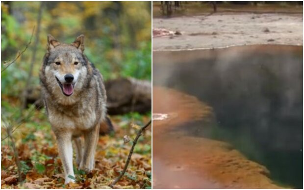 the Yellowstone Park