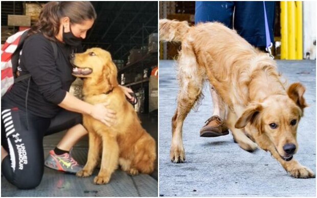 Welcome home": 20 golden retrievers rescued from Imprisonment find new families