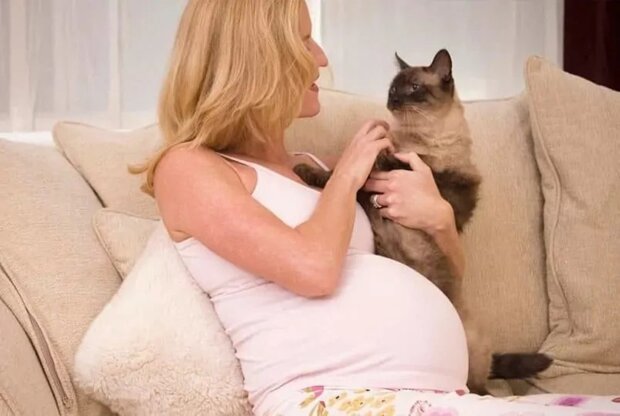 Why cats like pregnant women so much: a scientific explanation of animal behavior