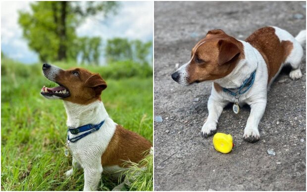 The explosive detection dog Patrón has been dressed in an embroidered shirt, and Ukrainians, along with others, are delighted by it