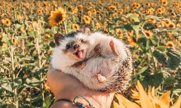 Users found the happiest hedgehog in the world: thanks to one lady, he shines in the pictures