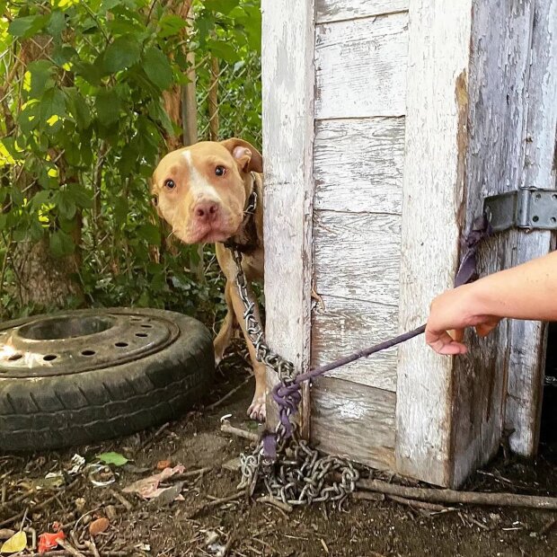 The chained dog