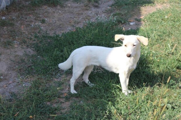 A dog and a litter of puppies showed up at the man's house: Firstly he was confused, but he involved his neighbors and figured out what to do