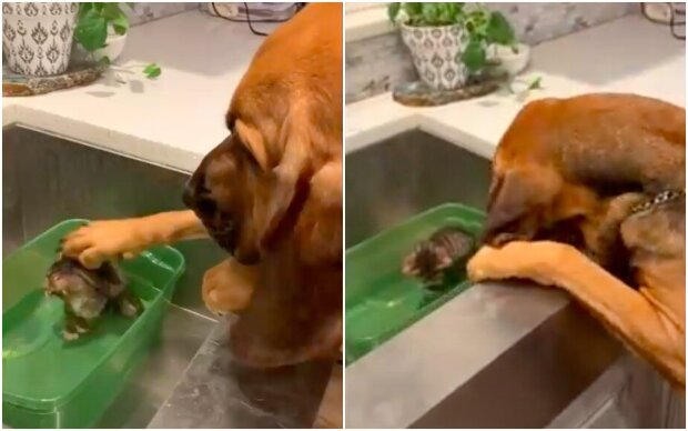 The owner captured on video how a large dog comforts a kitten, which she bought for the first time in their new home