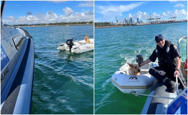 Police rescued a dog found on a small drifting boat at sea and saved him