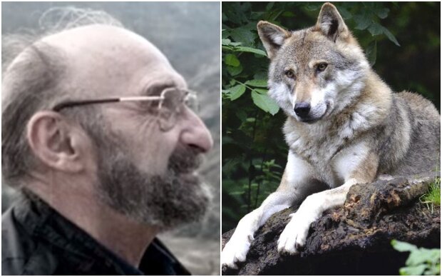 The man was part of the pack, and the wolves rescued him from the bear, risking their lives