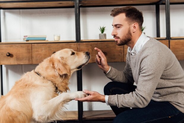 A study has found out how dogs recognize "bad" people