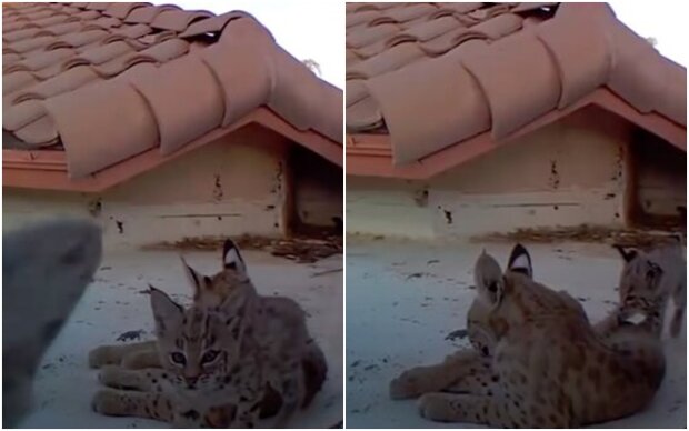 Every year, a lynx would bring her kittens to the same roof, and the owner decided to set up a video camera there