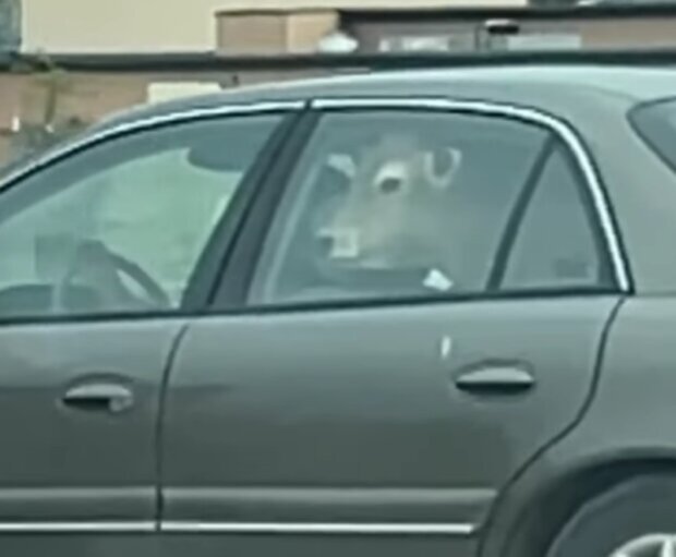 The driver brought a cow to the restaurant. The animal was riding in the back seat, and a woman filmed it and posted it on Facebook