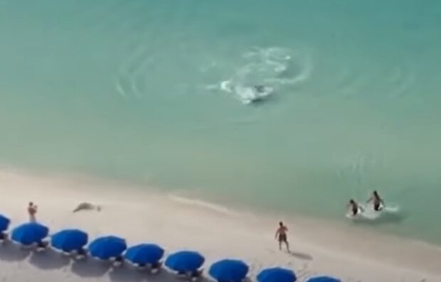 Great Shark swam on the beach in Dubai: it got caught in a video and scared tourists