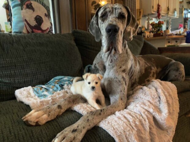 Chihuahuas are 53 times smaller than mastiffs, but they're still friends, and their photos are causing an overdose of cuteness