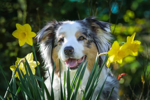 "Protect your pet": garden plants that are dangerous for dogs