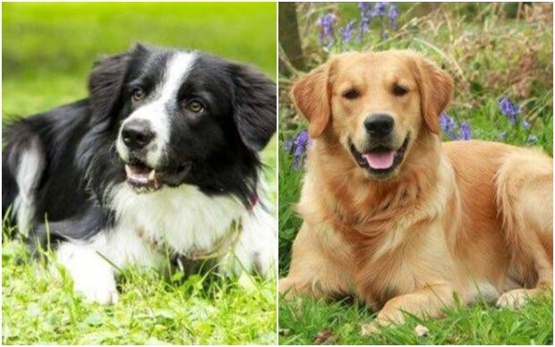 loyal dog breeds