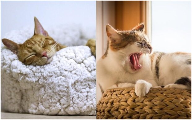 Why cats constantly change their sleeping place: experts explain their strange behavior