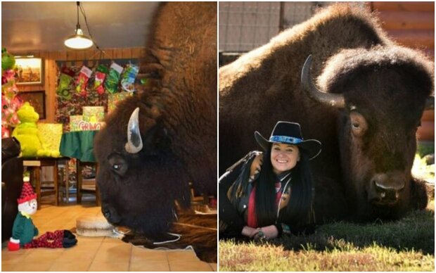 "Pet buffalo": Couple gets a bison and now watches TV with them in the evenings