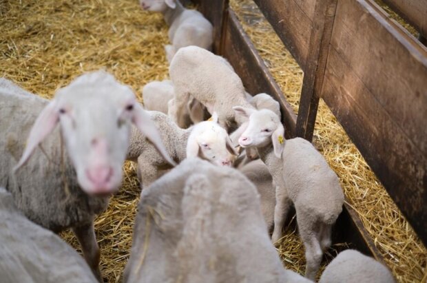 "'Madness of the collective': a flock of sheep showed how to walk in a parade. What is the secret of behavior