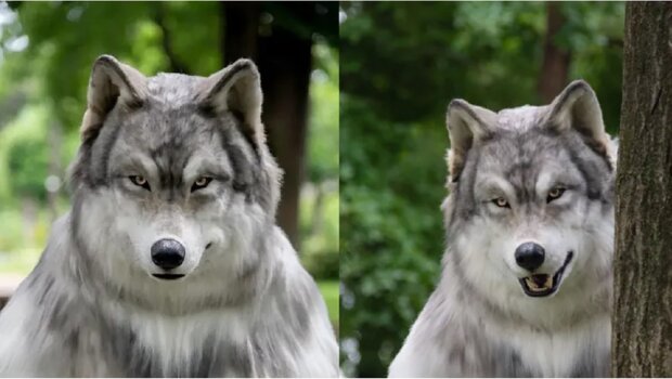 "He dreamed of feeling like an animal": a Japanese man spent more than $20 thousand to become a wolf and showed results