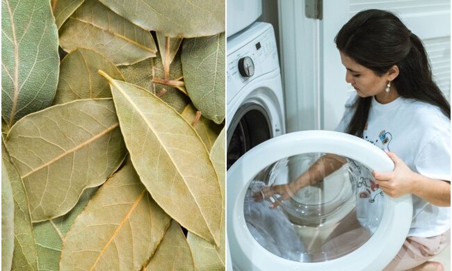 Why experienced housewives put bay leaves in the washing machine: a life hack worth knowing