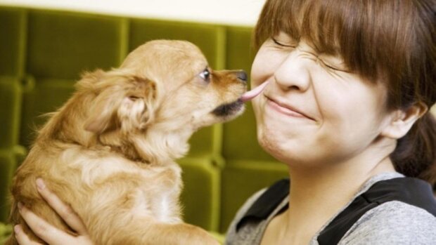 Why does a dog lick its owner, and is it safe to kiss them