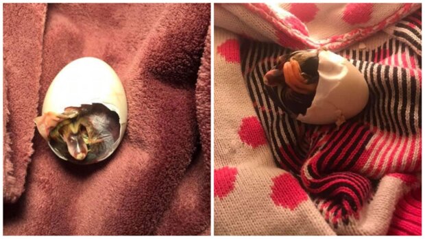 A mysterious phenomenon: a woman became the 'mother' of a cracked egg she wore in her bra