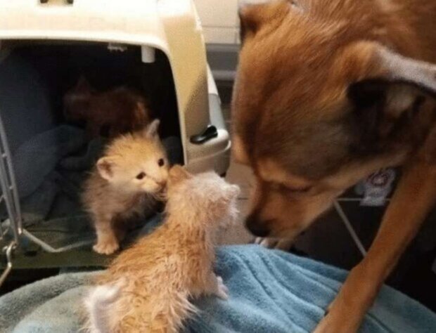 The dog became a "foster parent", unable to give up the little kittens