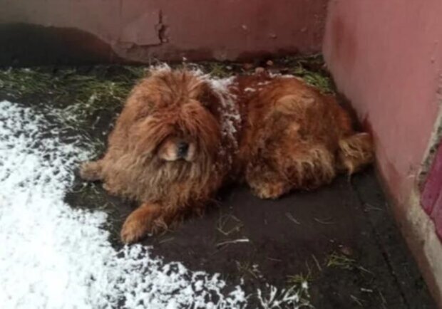 A little plush Chow Chow was searching for its owner through the cold streets for a month