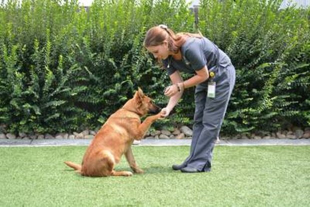 A dog handler debunks myths about dogs from shelters: it's important to know in order not to make mistakes