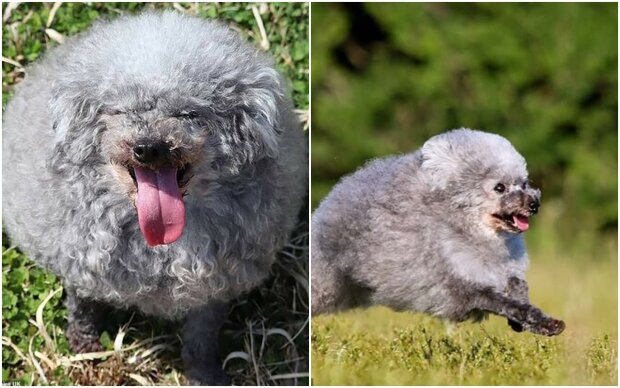 Meet the adorable Japanese Poodle whose hairstyle resembles sheep's fur