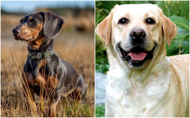 What a dog's breed says about its owner's character. Specialists have done a study