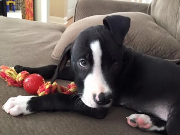 The owner wanted to get rid of the puppy due to its atypical appearance, but the animal shelter gave it a second chance