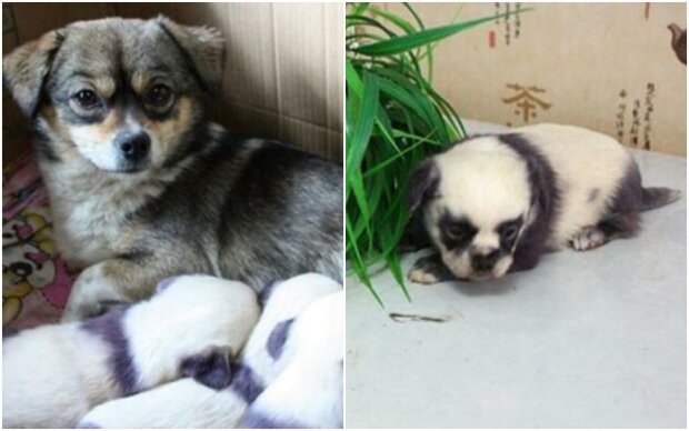 Cute panda-like puppies