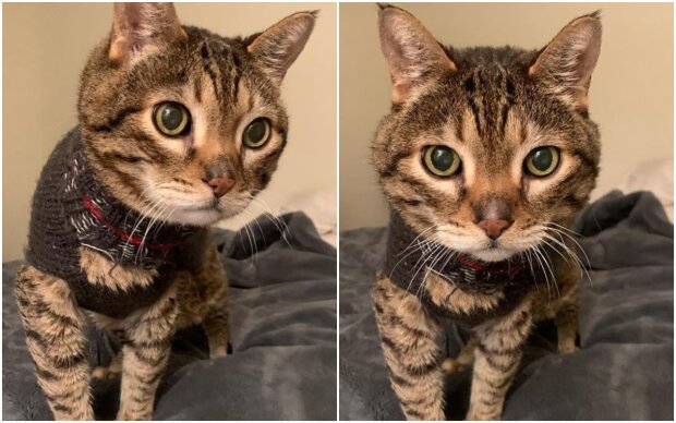 A cat named Steve likes to wear sweaters. And cries when he has to take them off