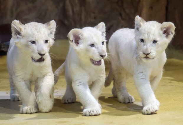 "Encountering the world": rare white lion cubs make their first public appearance after birth